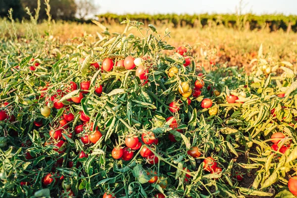 Cultivation of cherry tomatoes in Puglia, south of Italy