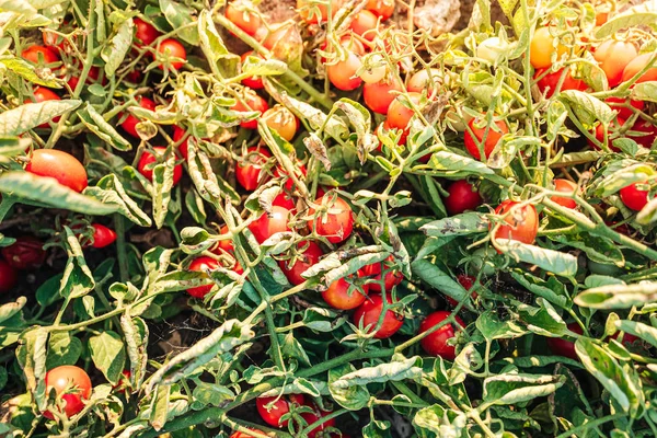 イタリア南部プーリアでのチェリートマトの栽培 — ストック写真