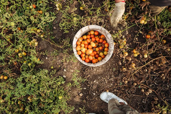 PUGLIA / ITALY -  AUGUST 2019: Cultivation of cherry tomatoes in — Stock Photo, Image