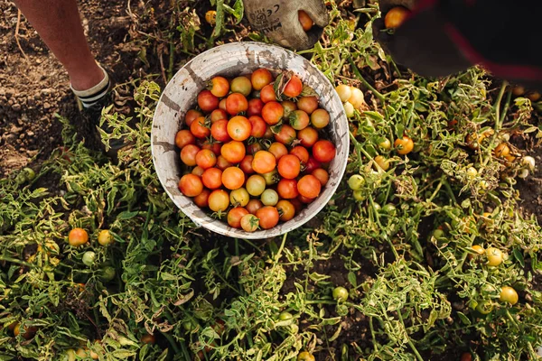 Puglia/Italië-augustus 2019: teelt van cherry tomaten in — Stockfoto