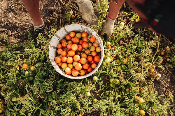 Puglia / İtalya - Ağustos 2019: Kiraz domates yetiştiriciliği — Stok fotoğraf