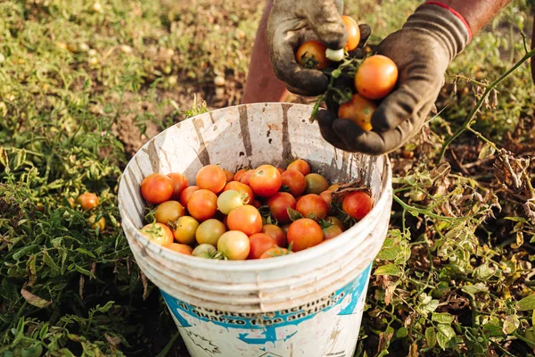 Апулія/Італія-Серпень 2019: вирощування помідорів чері в — стокове фото