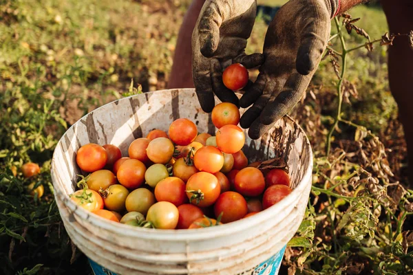 PUGLIA / ITALY - AUGUST 2019: Культивация помидоров черри в — стоковое фото