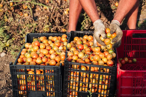 Puglia/Italien-augusti 2019: odling av körsbärstomater i — Stockfoto