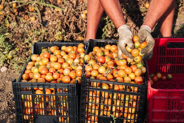 Puglia / İtalya - Ağustos 2019: Kiraz domates yetiştiriciliği — Stok fotoğraf