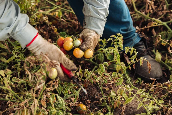 Puglia/Italië-augustus 2019: teelt van cherry tomaten in — Stockfoto