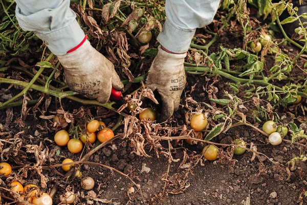 Apulia/Włochy-sierpień 2019: Uprawa pomidorów wiśniowych w — Zdjęcie stockowe