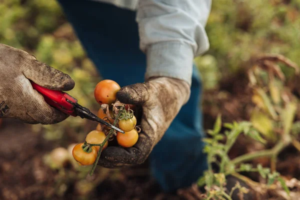 Апулія/Італія-Серпень 2019: вирощування помідорів чері в — стокове фото