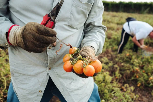 Puglia/Italië-augustus 2019: teelt van cherry tomaten in — Stockfoto