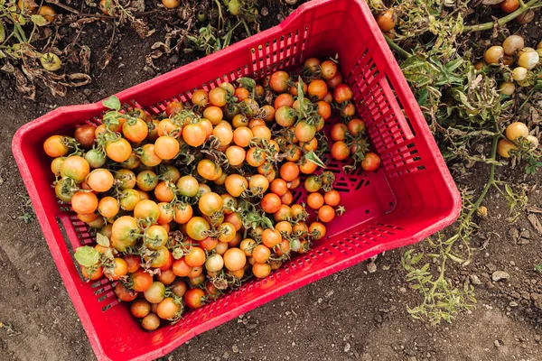 Puglia/Italië-augustus 2019: teelt van cherry tomaten in — Stockfoto
