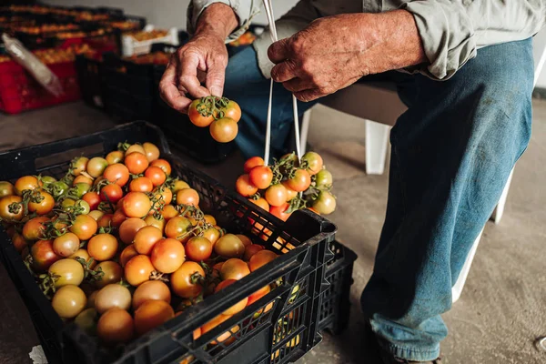 Puglia/Italië-augustus 2019: de oude traditie van opknoping Cher — Stockfoto