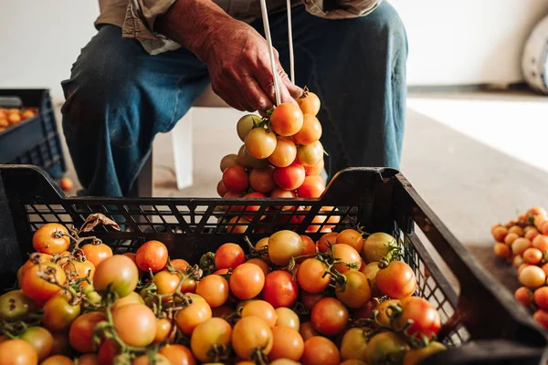 Puglia/Italië-augustus 2019: de oude traditie van opknoping Cher — Stockfoto