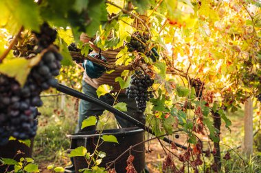 Puglia / İtalya - Eylül 2019: Primiti'nin mevsimlik hasadı