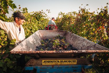 Puglia / İtalya - Eylül 2019: Primiti'nin mevsimlik hasadı