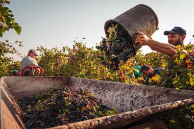 Puglia / İtalya - Eylül 2019: Primiti'nin mevsimlik hasadı