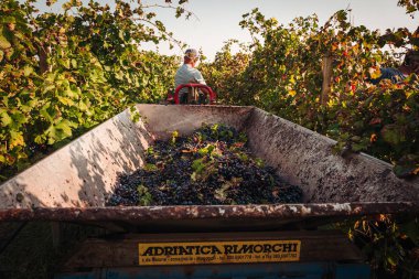 Puglia / İtalya - Eylül 2019: Primiti'nin mevsimlik hasadı