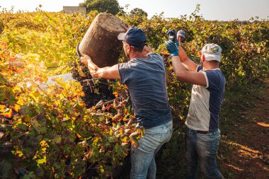 Puglia / İtalya - Eylül 2019: Primiti'nin mevsimlik hasadı