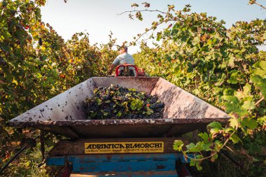 Puglia / İtalya - Eylül 2019: Primiti'nin mevsimlik hasadı