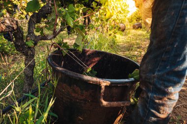 Puglia / İtalya - Eylül 2019: Primiti'nin mevsimlik hasadı