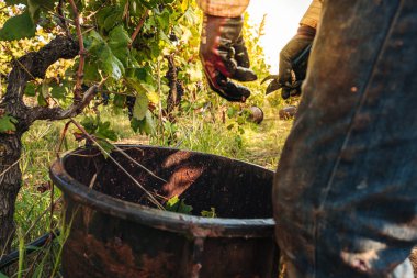 Puglia / İtalya - Eylül 2019: Primiti'nin mevsimlik hasadı