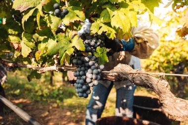Puglia / İtalya - Eylül 2019: Primiti'nin mevsimlik hasadı