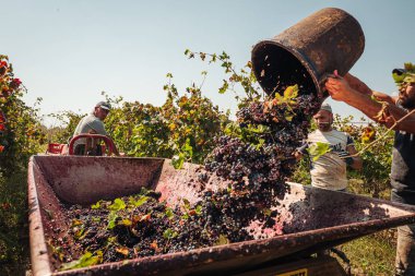 Puglia / İtalya - Eylül 2019: Primiti'nin mevsimlik hasadı