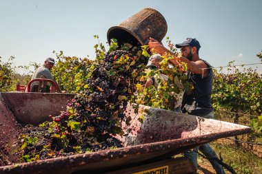 Puglia / İtalya - Eylül 2019: Primiti'nin mevsimlik hasadı