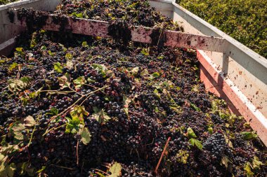 Puglia / İtalya - Eylül 2019: Primiti'nin mevsimlik hasadı