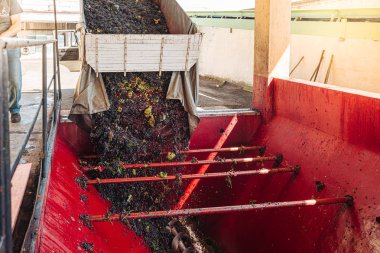 Puglia / İtalya - Eylül 2019: Yeni Primitivo Dop re yapımı