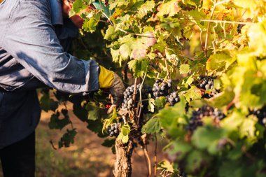 Puglia / İtalya - Eylül 2019: Primiti'nin mevsimlik hasadı