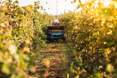 Puglia / İtalya - Eylül 2019: Primiti'nin mevsimlik hasadı