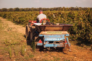 Puglia / İtalya - Eylül 2019: Primiti'nin mevsimlik hasadı