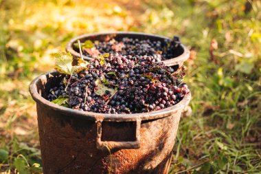 Puglia / İtalya - Eylül 2019: Primiti'nin mevsimlik hasadı