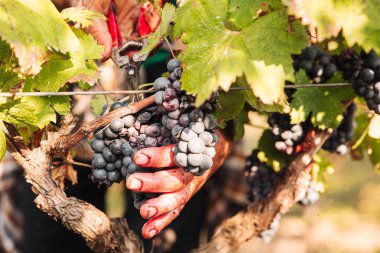 Puglia / İtalya - Eylül 2019: Primiti'nin mevsimlik hasadı