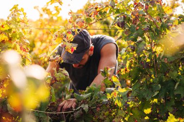Puglia / İtalya - Eylül 2019: Primiti'nin mevsimlik hasadı
