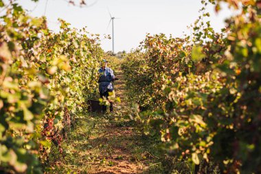 Puglia / İtalya - Eylül 2019: Primiti'nin mevsimlik hasadı
