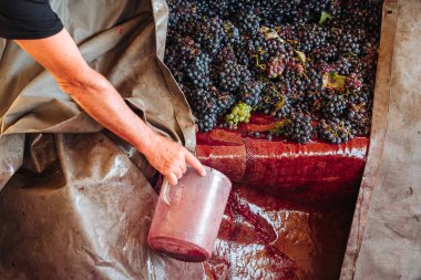 Puglia / İtalya - Eylül 2019: Yeni Primitivo Dop re yapımı