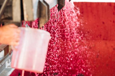 Puglia / İtalya - Eylül 2019: Yeni Primitivo Dop re yapımı