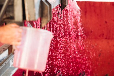 Puglia / İtalya - Eylül 2019: Yeni Primitivo Dop re yapımı