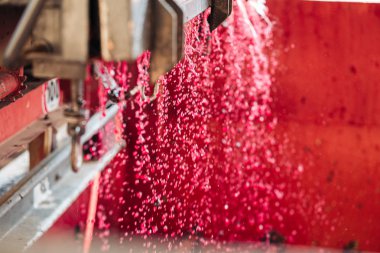 Puglia / İtalya - Eylül 2019: Yeni Primitivo Dop re yapımı