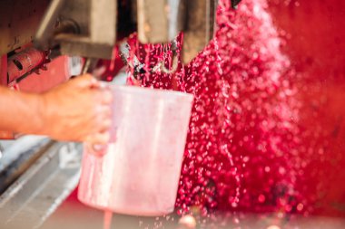 Puglia / İtalya - Eylül 2019: Yeni Primitivo Dop re yapımı