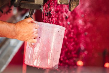 Puglia / İtalya - Eylül 2019: Yeni Primitivo Dop re yapımı