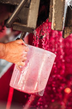 Puglia / İtalya - Eylül 2019: Yeni Primitivo Dop re yapımı