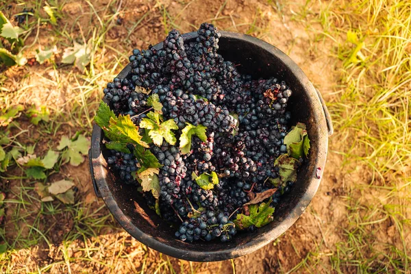 Puglia/Italien-september 2019: säsongsbunden skörd av Primiti — Stockfoto