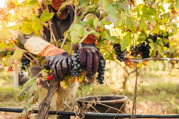 PUGLIA / ITALY -  SEPTEMBER 2019: Seasonal harvesting of Primiti — Stock Photo, Image