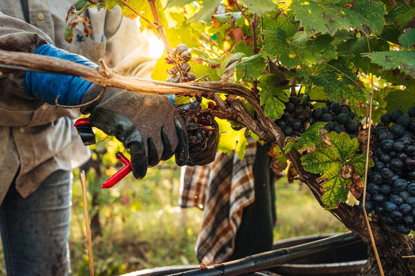 PUGLIA / ITALY -  SEPTEMBER 2019: Seasonal harvesting of Primiti