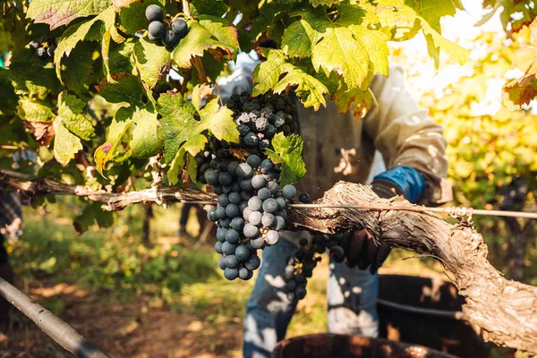 PUGLIA / ITALY -  SEPTEMBER 2019: Seasonal harvesting of Primiti — Stock Photo, Image