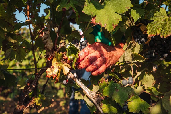 PUGLIA / ITALY -  SEPTEMBER 2019: Seasonal harvesting of Primiti — Stock Photo, Image