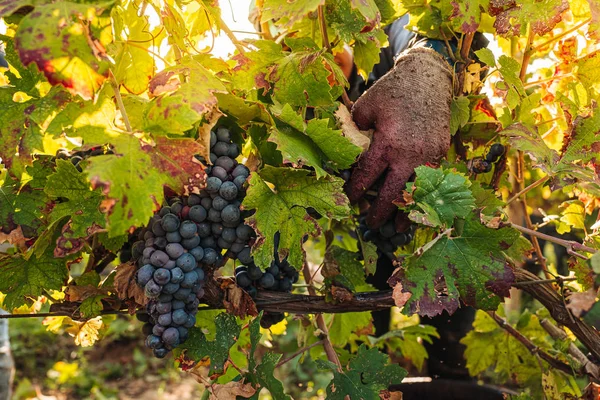 PUGLIA / ITALY -  SEPTEMBER 2019: Seasonal harvesting of Primiti — Stock Photo, Image
