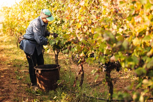 PUGLIA / ITALIA - SETTEMBRE 2019: Vendemmia stagionale delle Primiti — Foto Stock